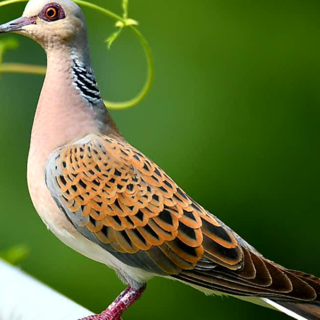 European-turtle-dove-©Claudio-Danesi-1-1200x675-1