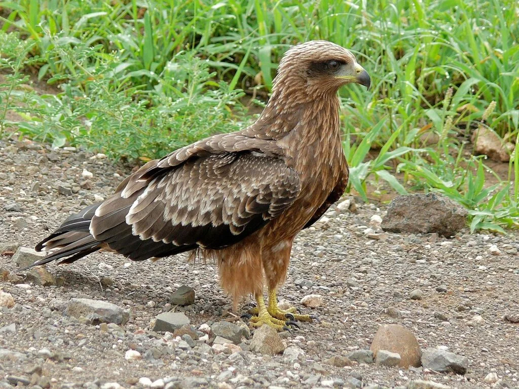 Le vautour percnoptère