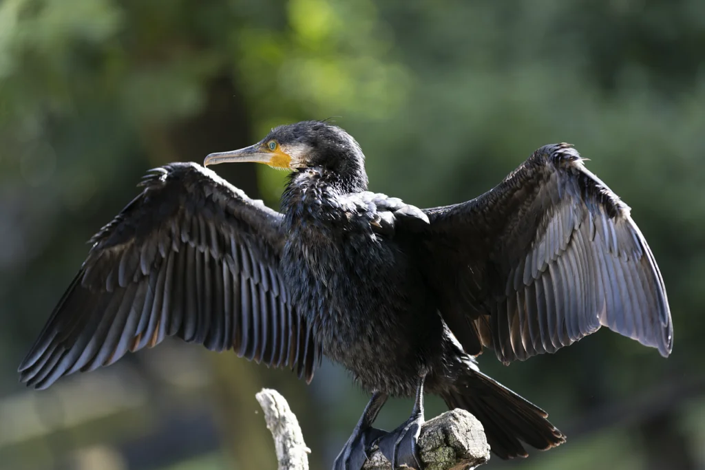 Les Oiseaux du Nil