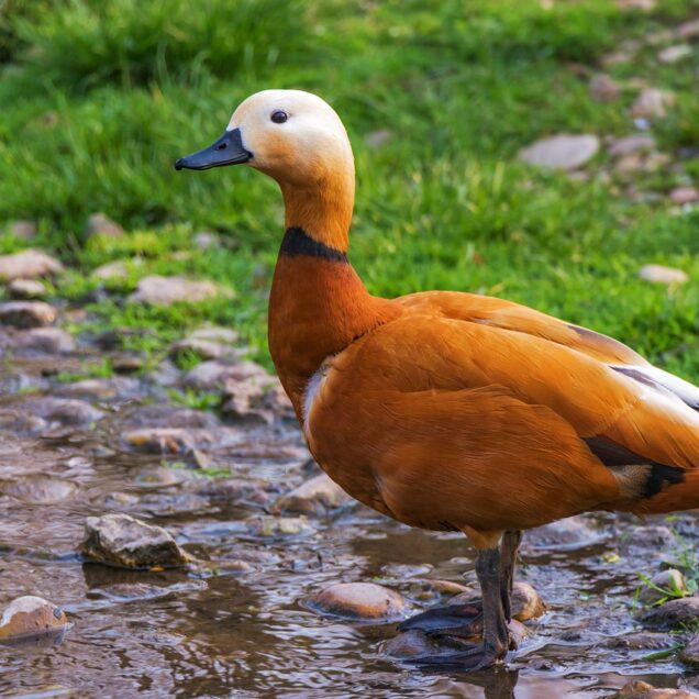 ruddy-shelduck-106544_1280