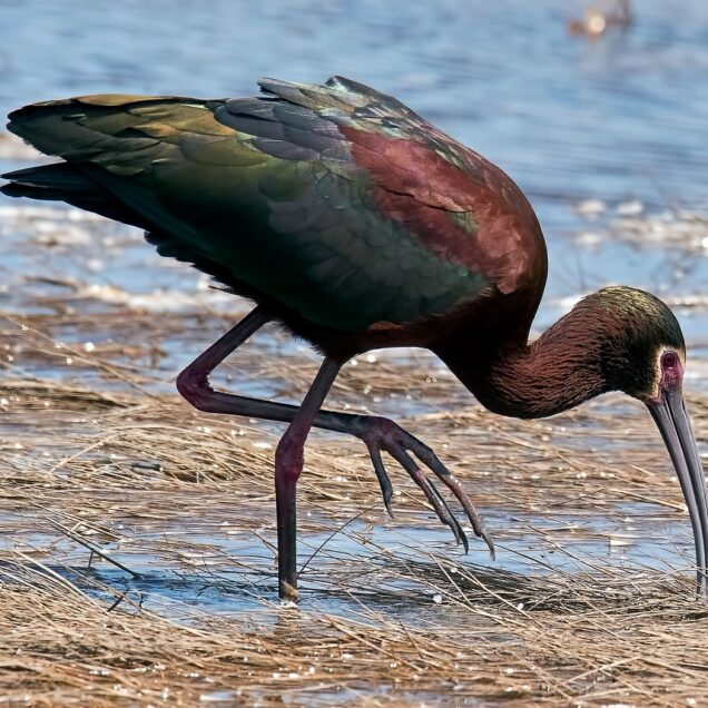 white-faced-ibis-7062288_1280