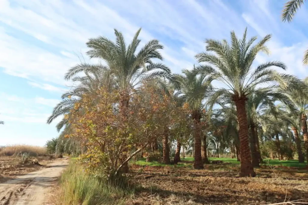 Excursion Désert Blanc et Noir : Magie de l&rsquo;Égypte Sauvage