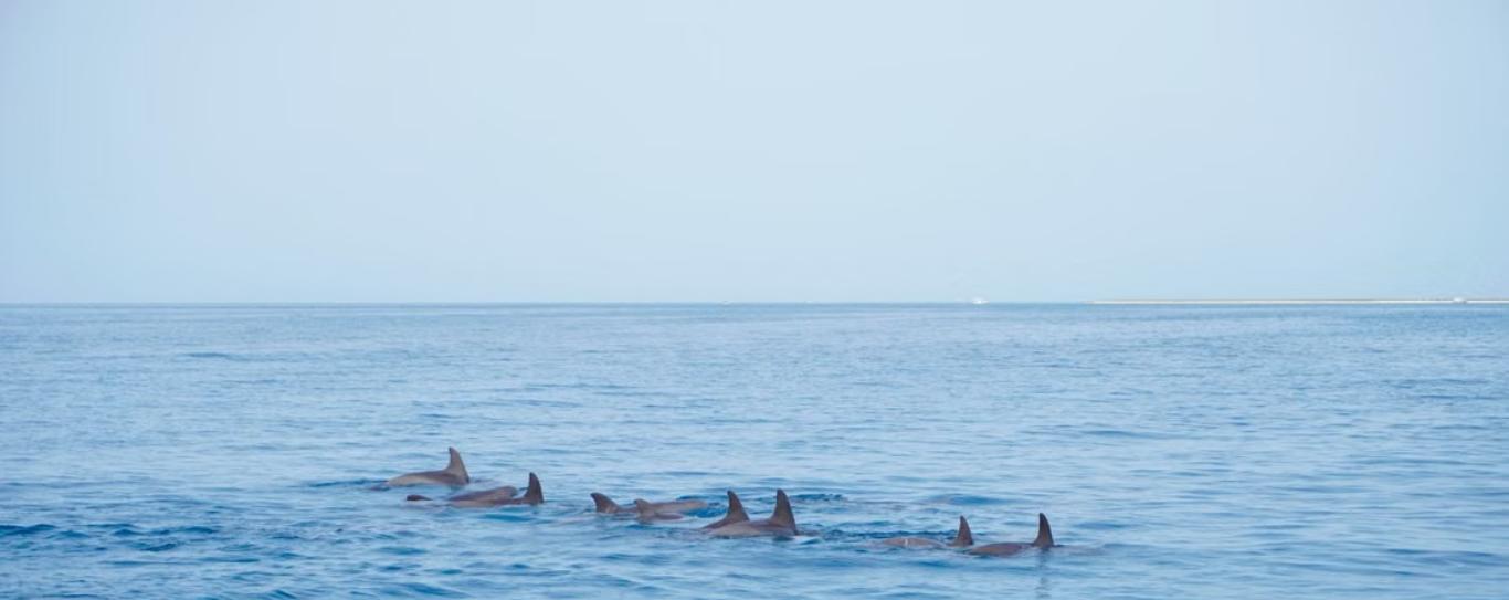 Dauphins nageant dans les eaux claires de la mer Rouge Égypte