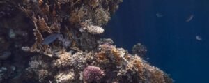 Récif corallien coloré dans la mer Rouge Égypte à Marsa Alam