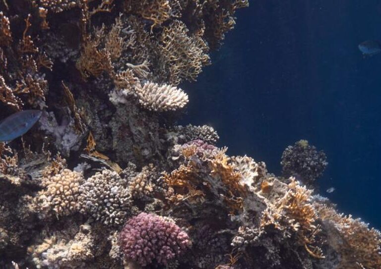 Récif corallien coloré dans la mer Rouge Égypte à Marsa Alam