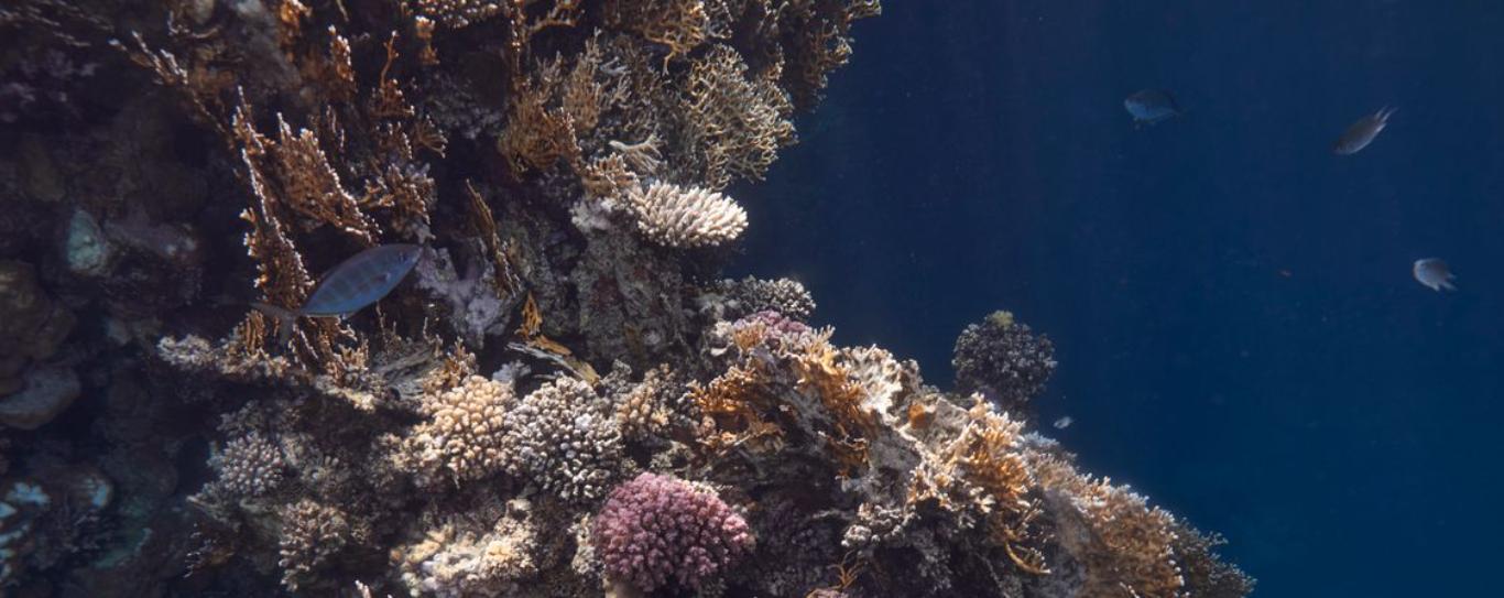 Récif corallien coloré dans la mer Rouge Égypte à Marsa Alam